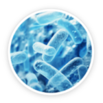 Lactobacillus Paracasei